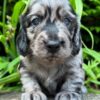 Mini Dachshund Puppy Rhino