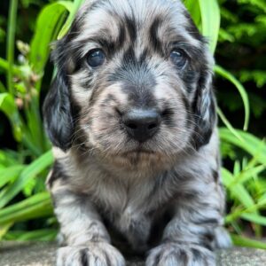 Mini Dachshund Puppy Rhino