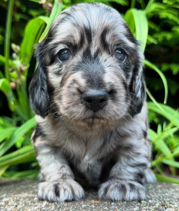 Mini Dachshund Puppy Rhino