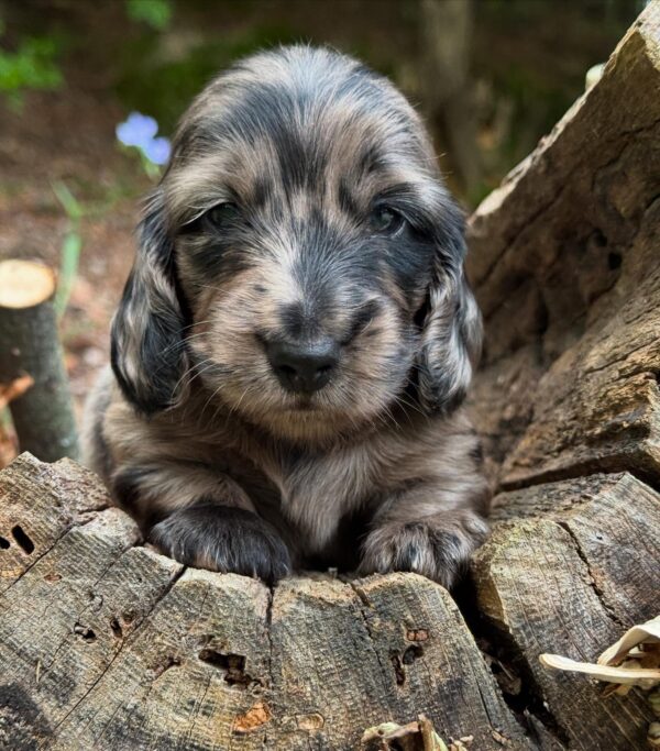 Wiener puppies home