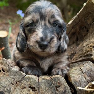 Mini Dachshund Puppy Moose