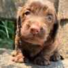 Wiener puppies home