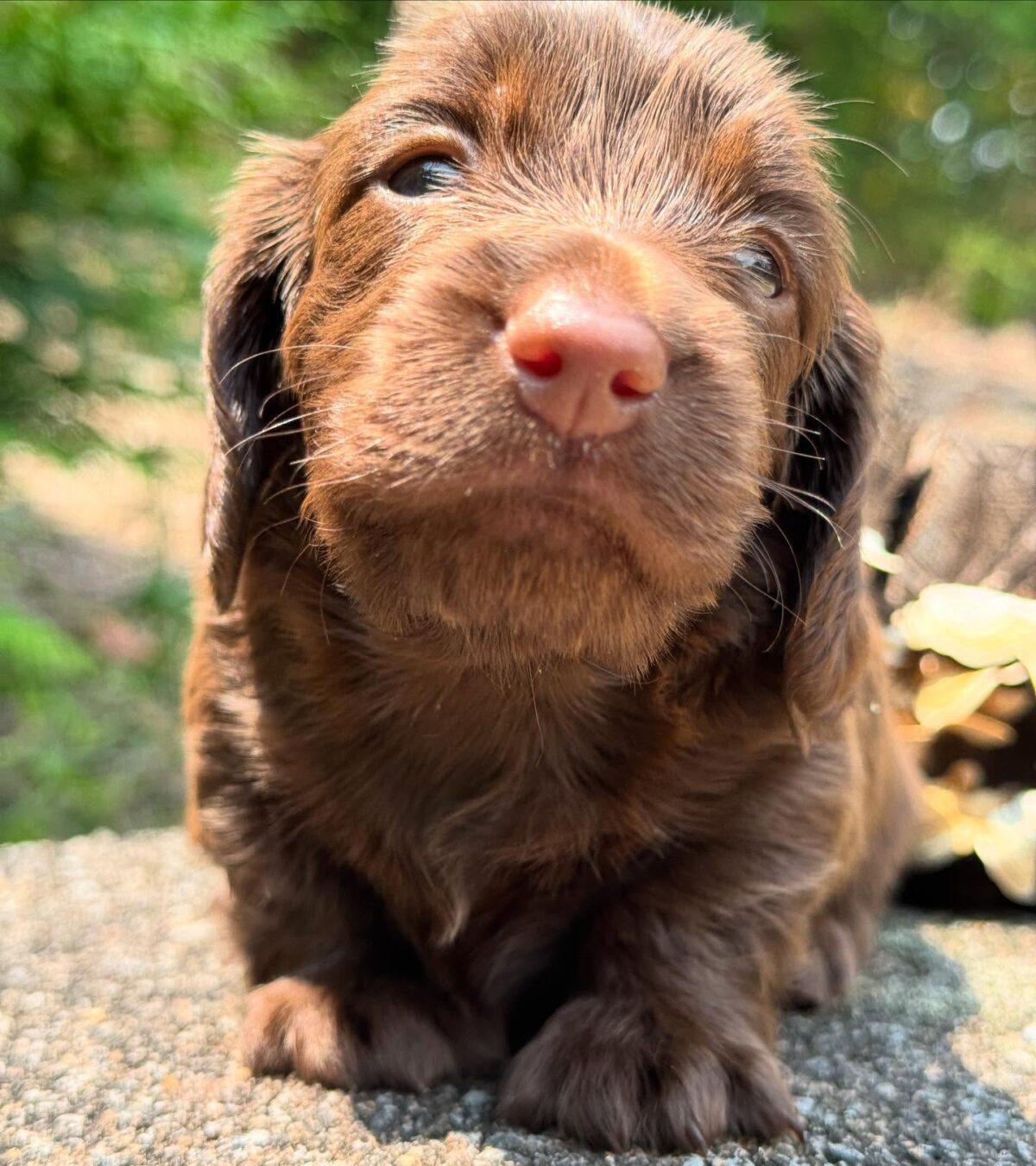 Mini Dachshund Puppy Gloria