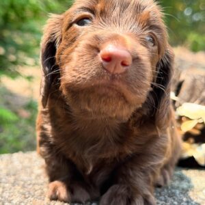 Mini Dachshund Puppy Gloria