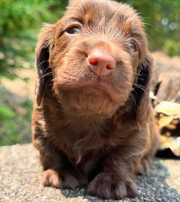 Mini Dachshund Puppy Gloria