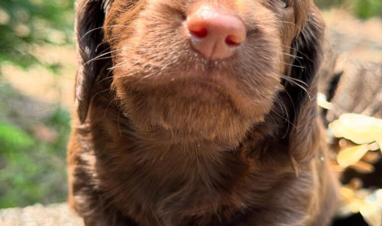 Mini Dachshund Puppy Gemma