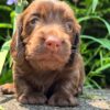 Wiener puppies home