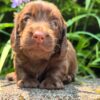 Wiener puppies home