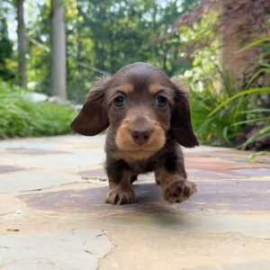 Mini Dachshund Puppy Adele