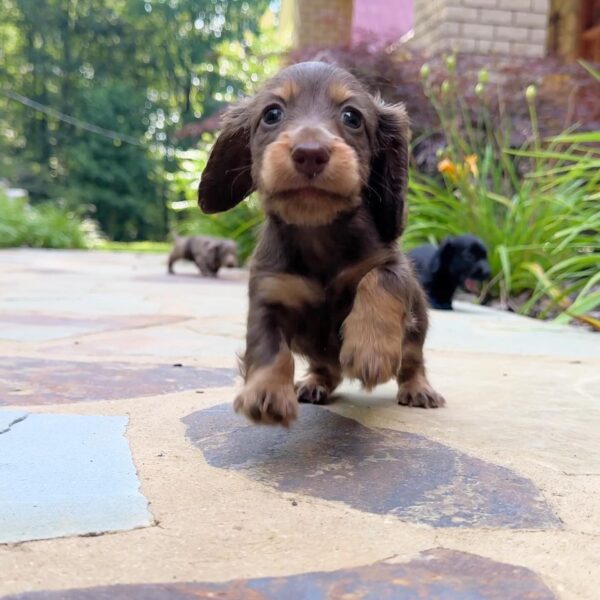 Wiener puppies home