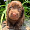 Wiener puppies home