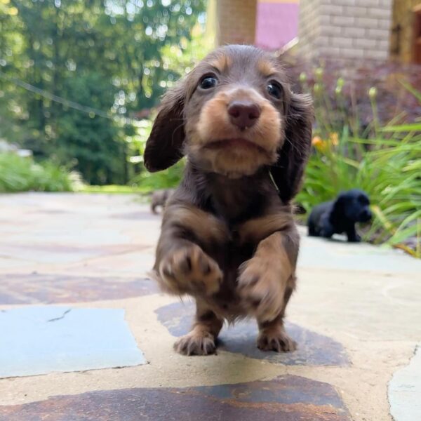 Wiener puppies home