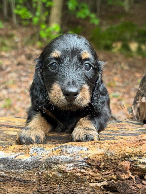 Wiener puppies home