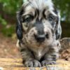 Wiener puppies home
