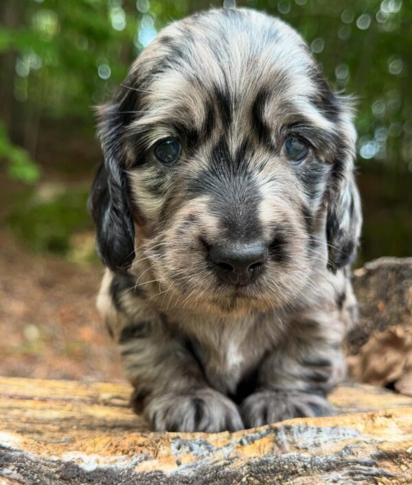 Wiener puppies home