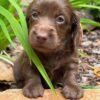 Wiener puppies home