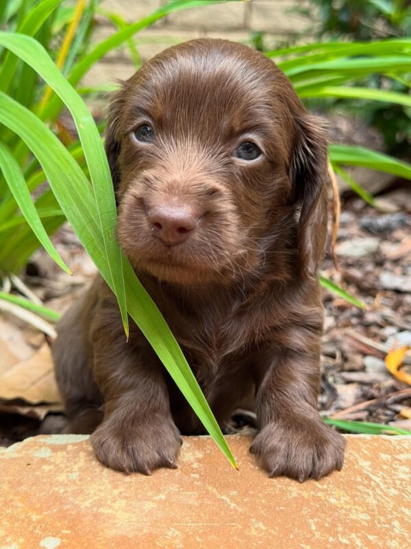 Wiener puppies home