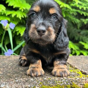 Mini Dachshund Puppy Henry