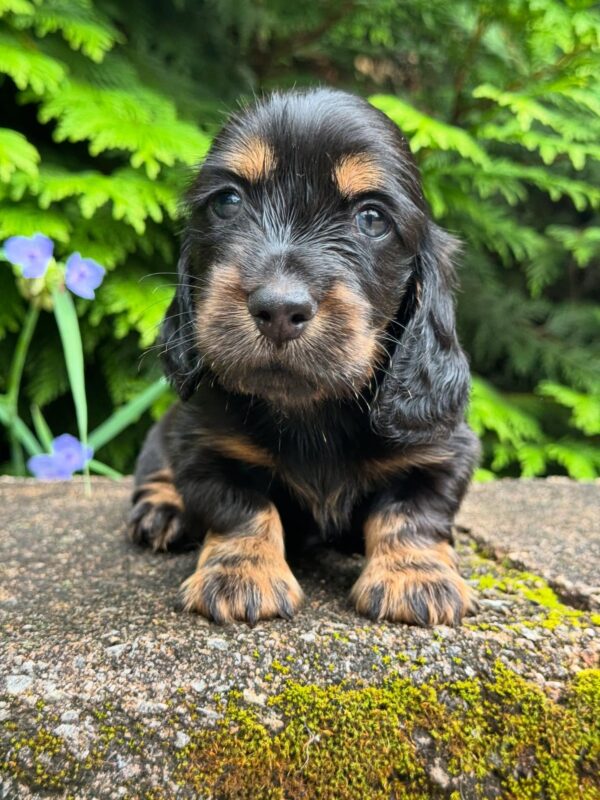 Mini Dachshund Puppy Henry