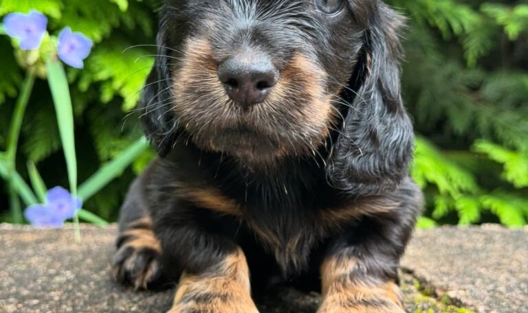 Mini Dachshund Puppy Henry