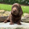 Wiener puppies home