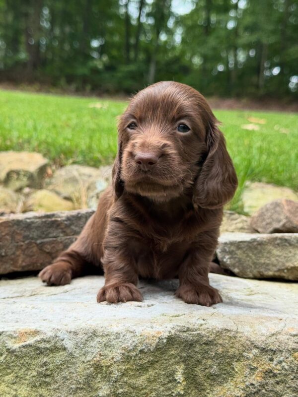 Wiener puppies home