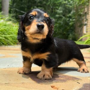Mini Dachshund Puppy Taffy