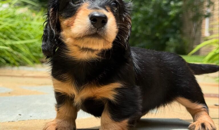 Mini Dachshund Puppy Taffy