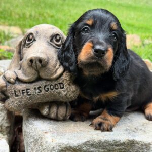 Mini Dachshund Puppy George