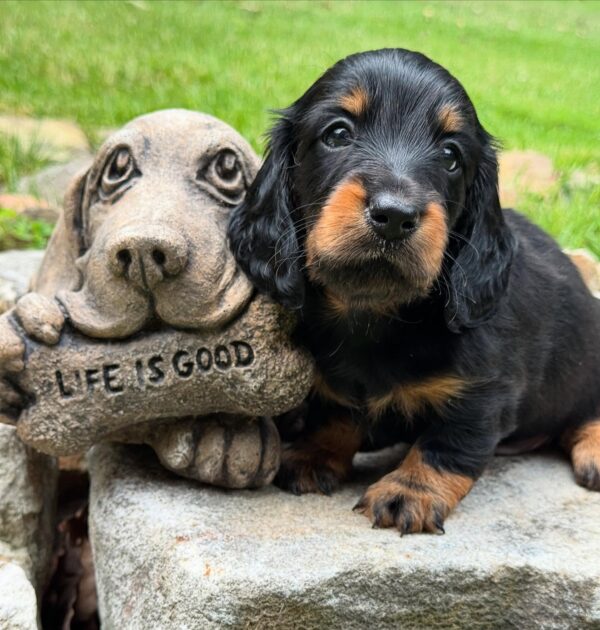 Mini Dachshund Puppy George