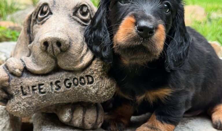 Mini Dachshund Puppy George