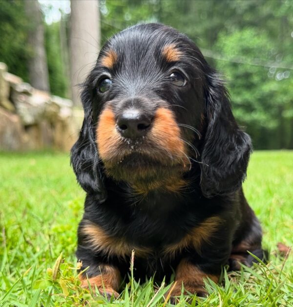 Wiener puppies home