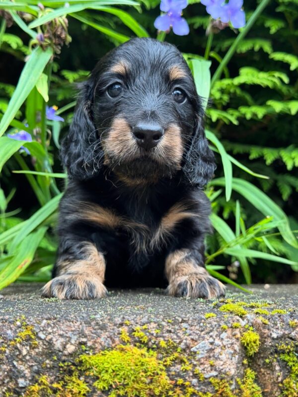 Wiener puppies home