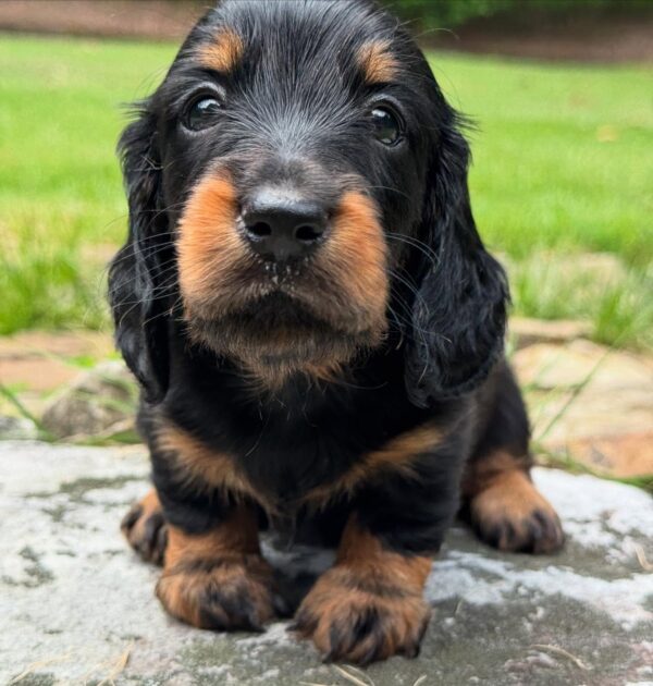 Wiener puppies home