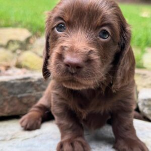 Mini Dachshund Puppy Grace