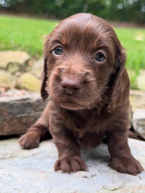 Mini Dachshund Puppy Grace