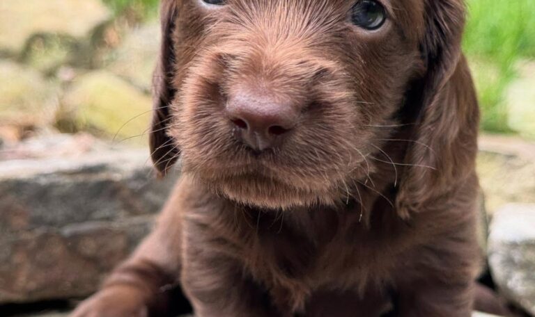 Mini Dachshund Puppy Grace