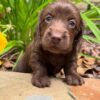 Wiener puppies home