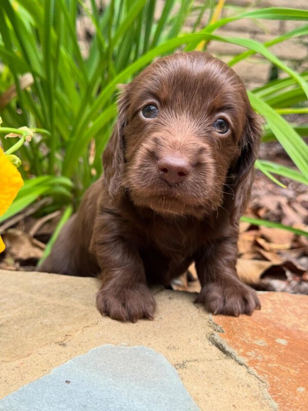 Wiener puppies home