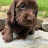 Wiener puppies home
