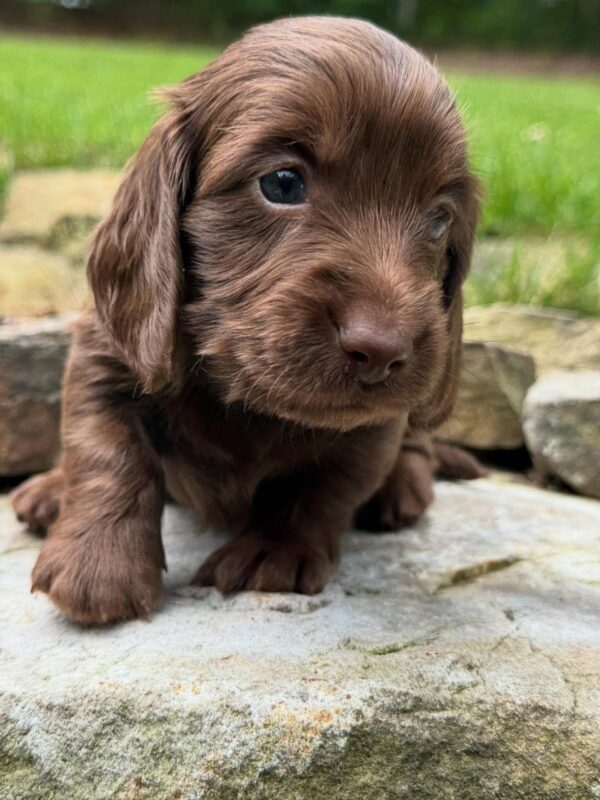 Wiener puppies home