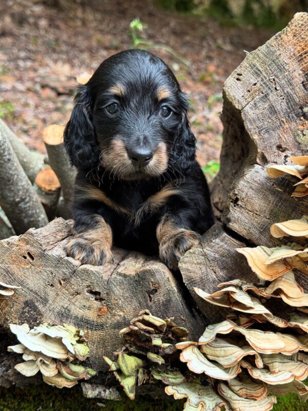 Mini Dachshund Puppy Howard - Image 6