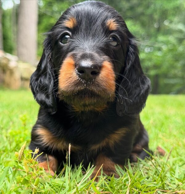 Wiener puppies home