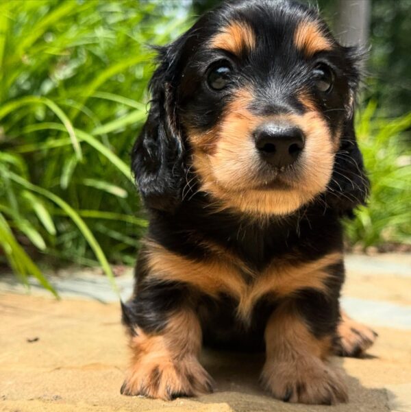 Wiener puppies home