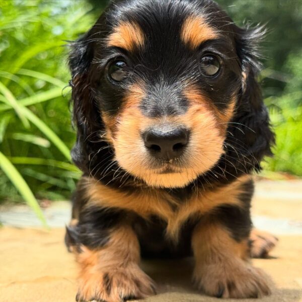 Wiener puppies home