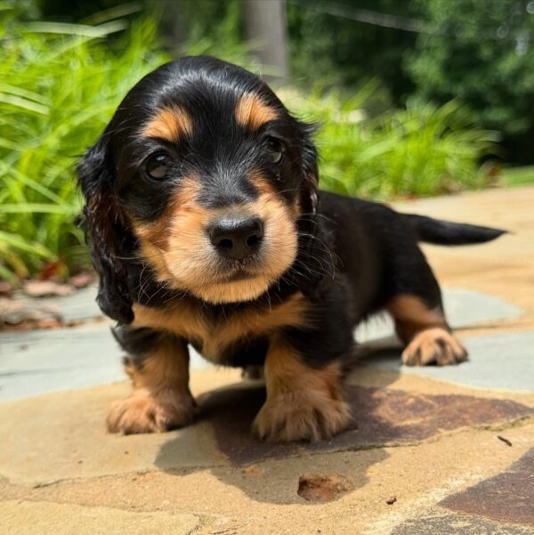 Wiener puppies home