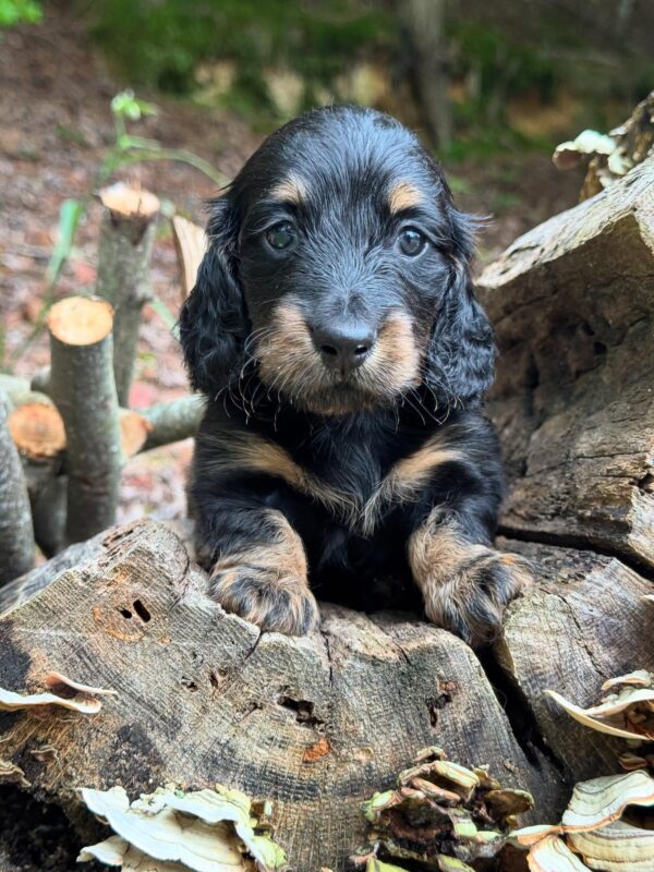 Wiener puppies home