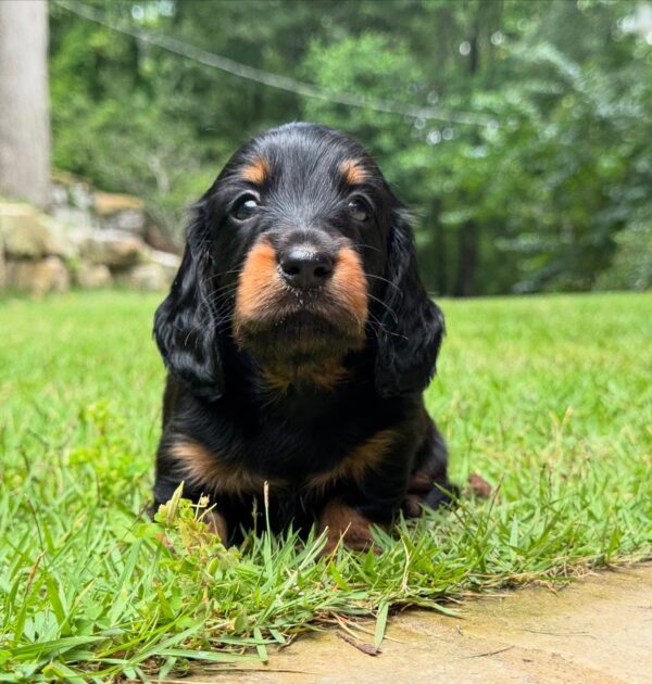 Wiener puppies home