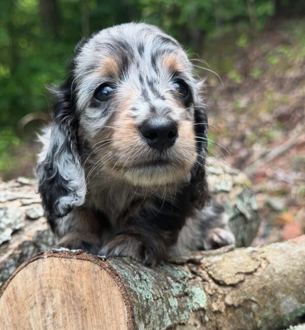 Wiener puppies home