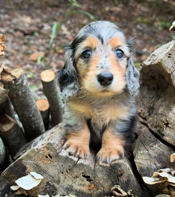 Wiener puppies home